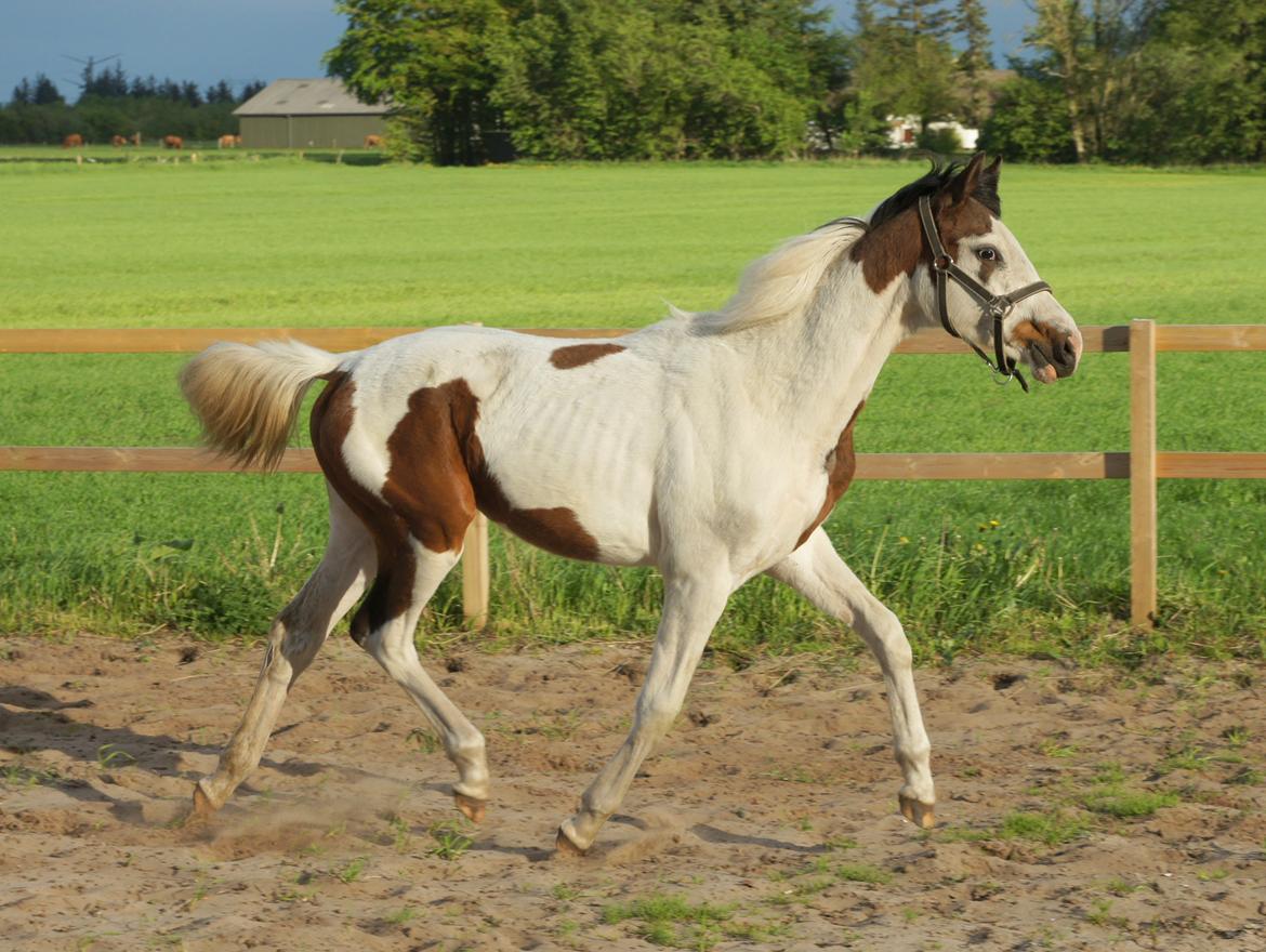Pinto Graversgaards Chapeau - Dette billed er taget D. 26. Maj 2013, lidt over 13 måneder gammel :D midt i en vækst periode :D billede 22