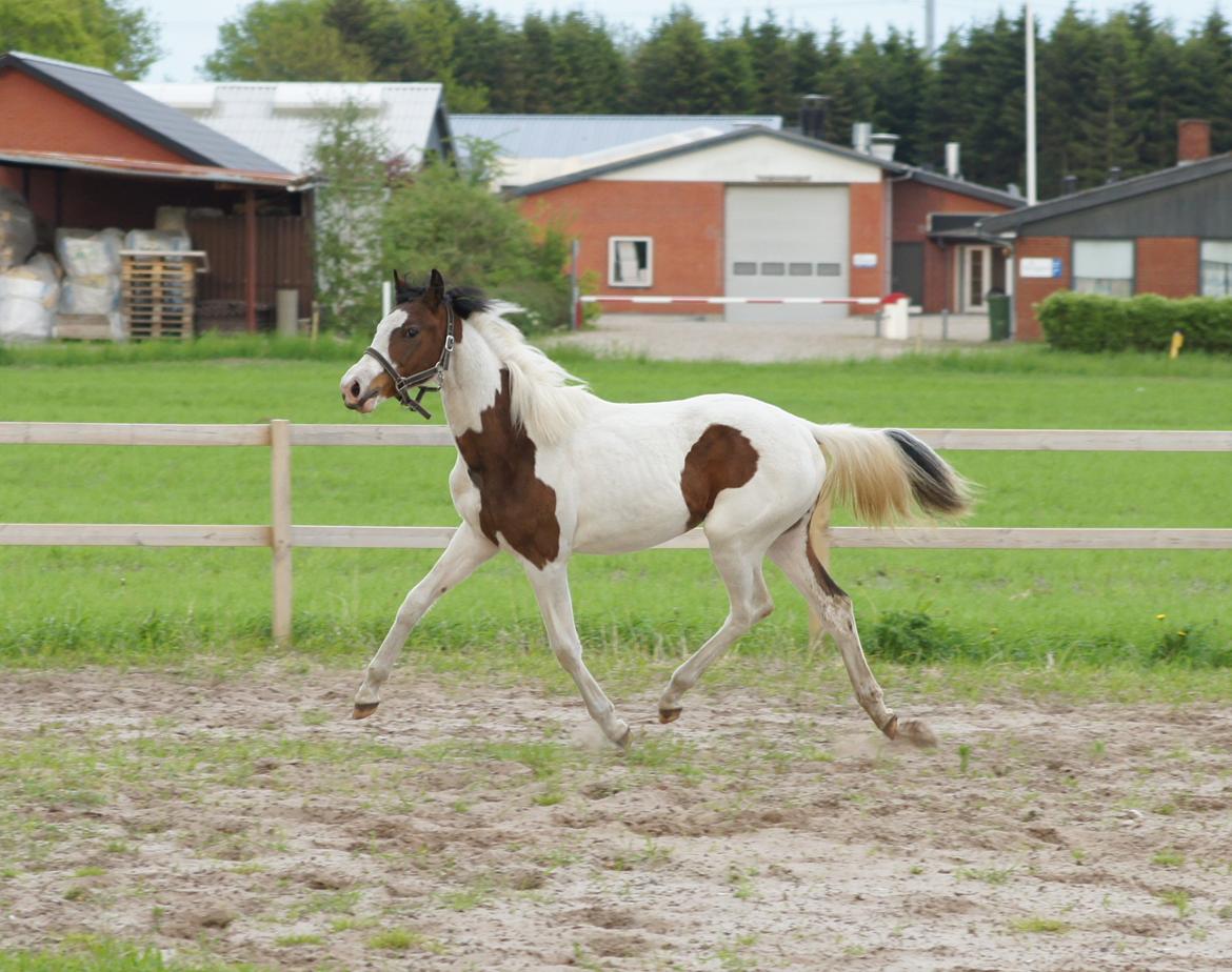 Pinto Graversgaards Chapeau - Velkommen til min smukke prinsesses profil :D Dette billed er taget D. 26. Maj 2013, lidt over 13 måneder gammel :D midt i en vækst periode :D billede 1