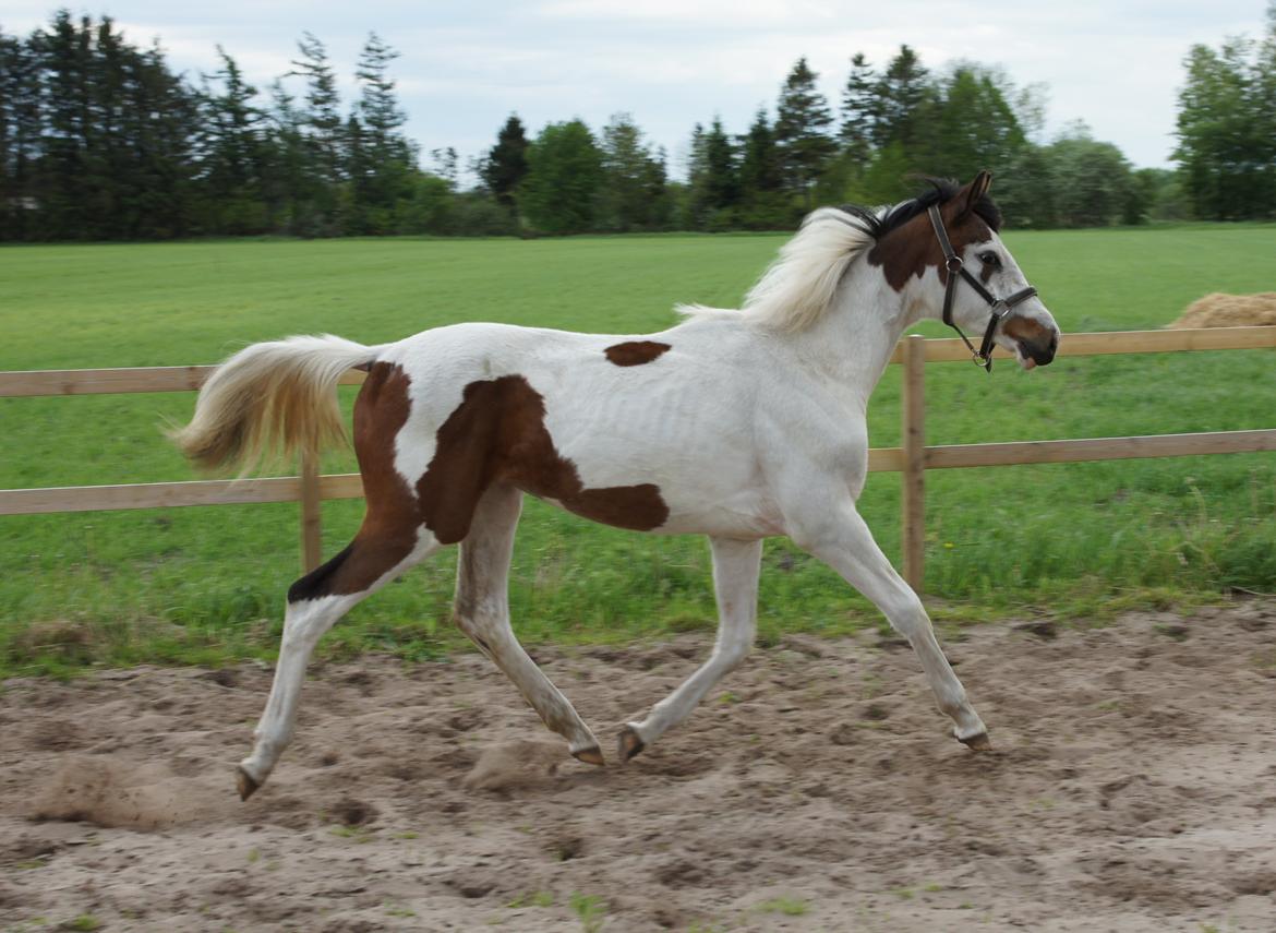 Pinto Graversgaards Chapeau - Dette billed er taget D. 26. Maj 2013, lidt over 13 måneder gammel :D midt i en vækst periode :D billede 32