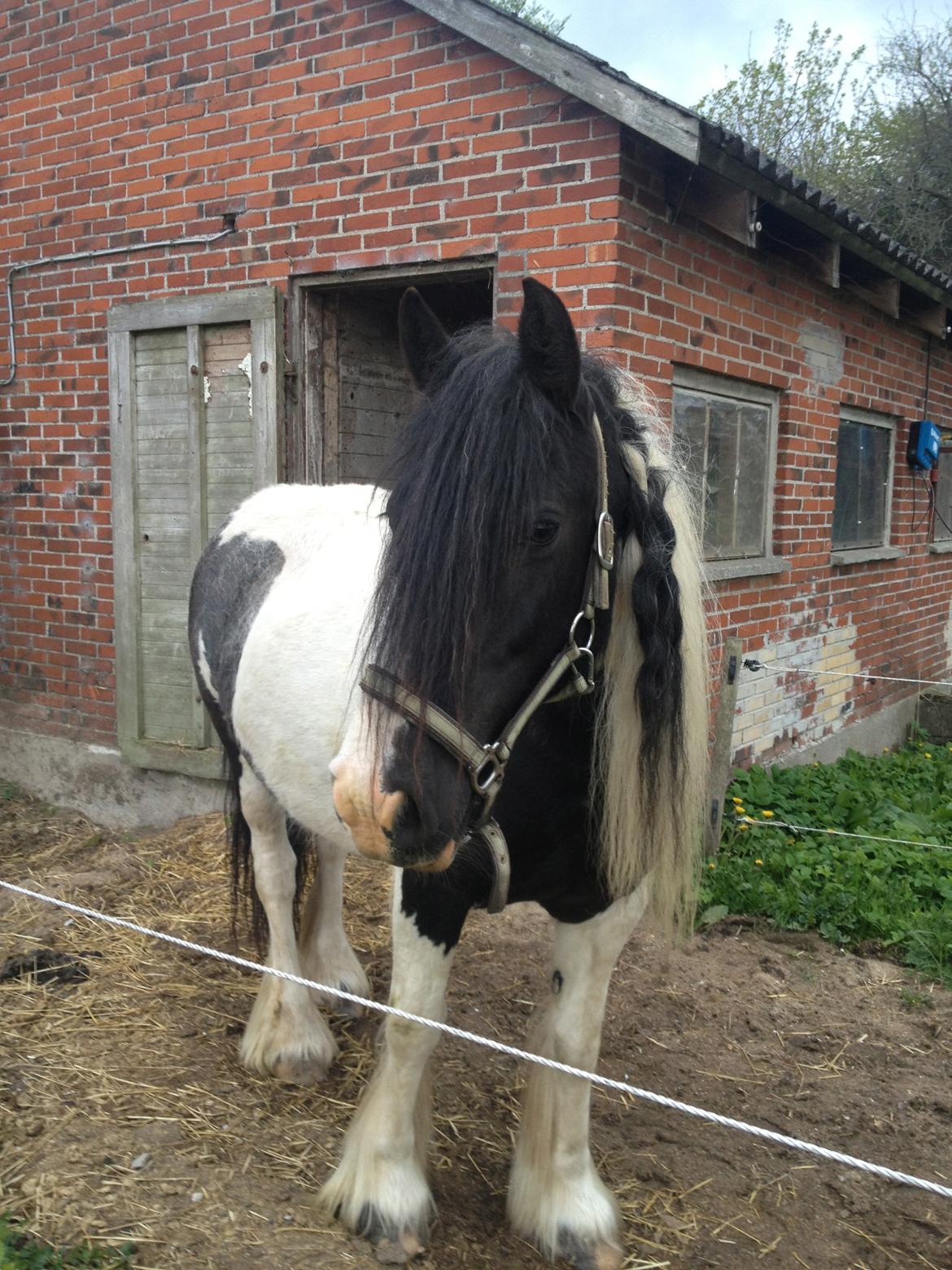 Irish Cob Holms  Emmely billede 16