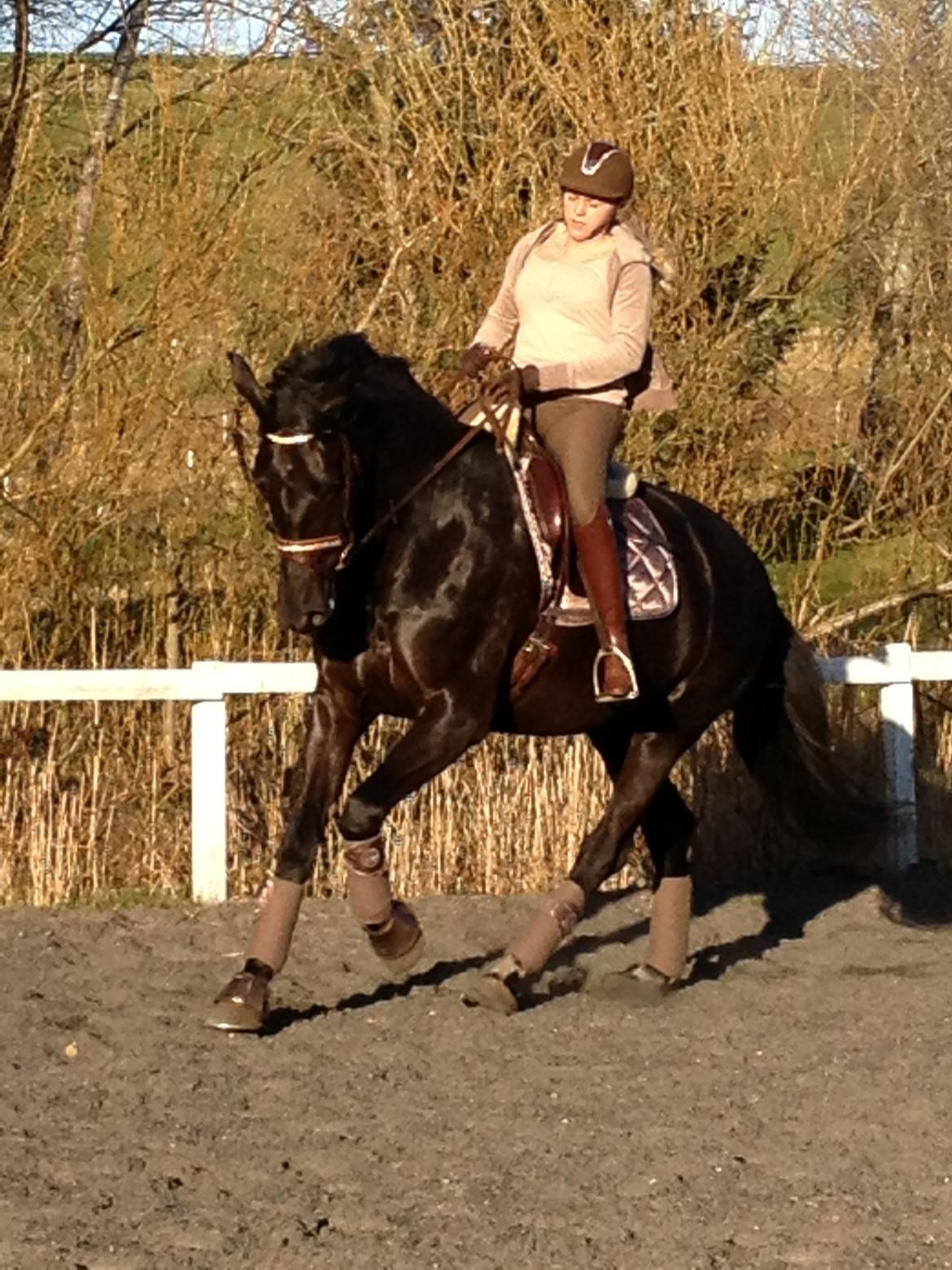 Oldenborg Vester Løkke`s Montana (Solgt ) RIP - Træning april 2013 rytter sofie slot :) billede 16