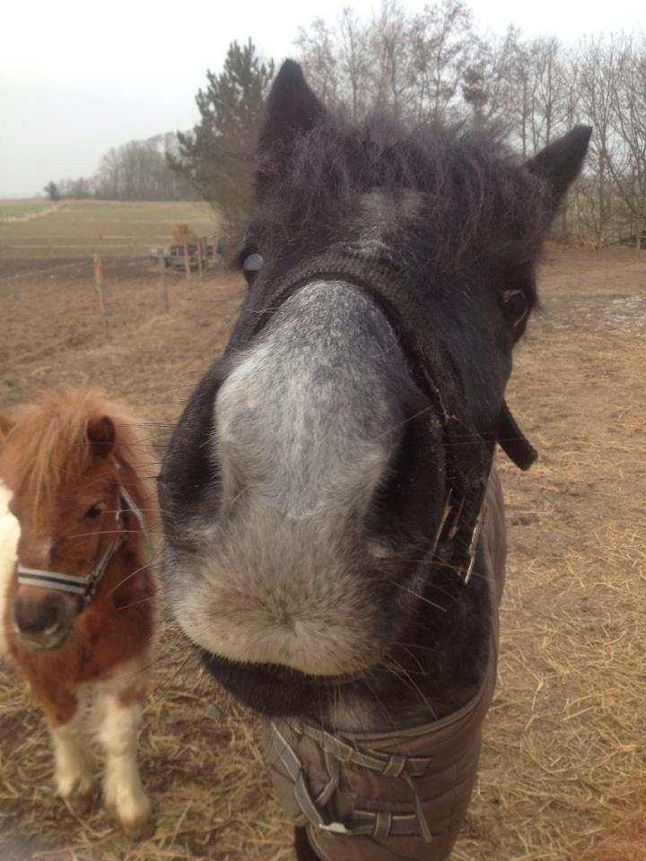 Anden særlig race Mr handsome billede 6
