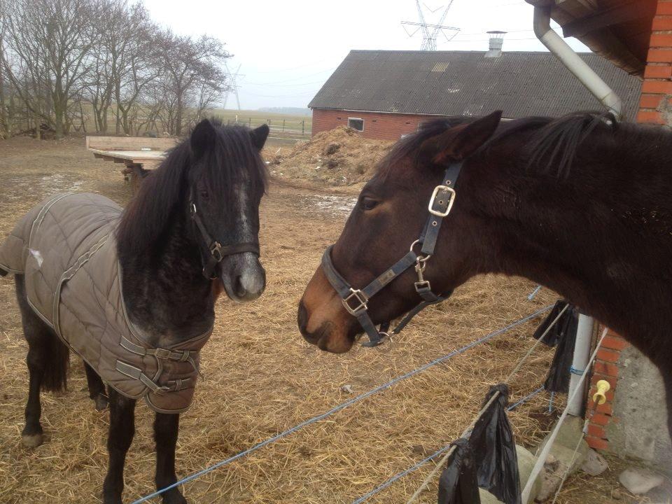 Anden særlig race Mr handsome billede 7