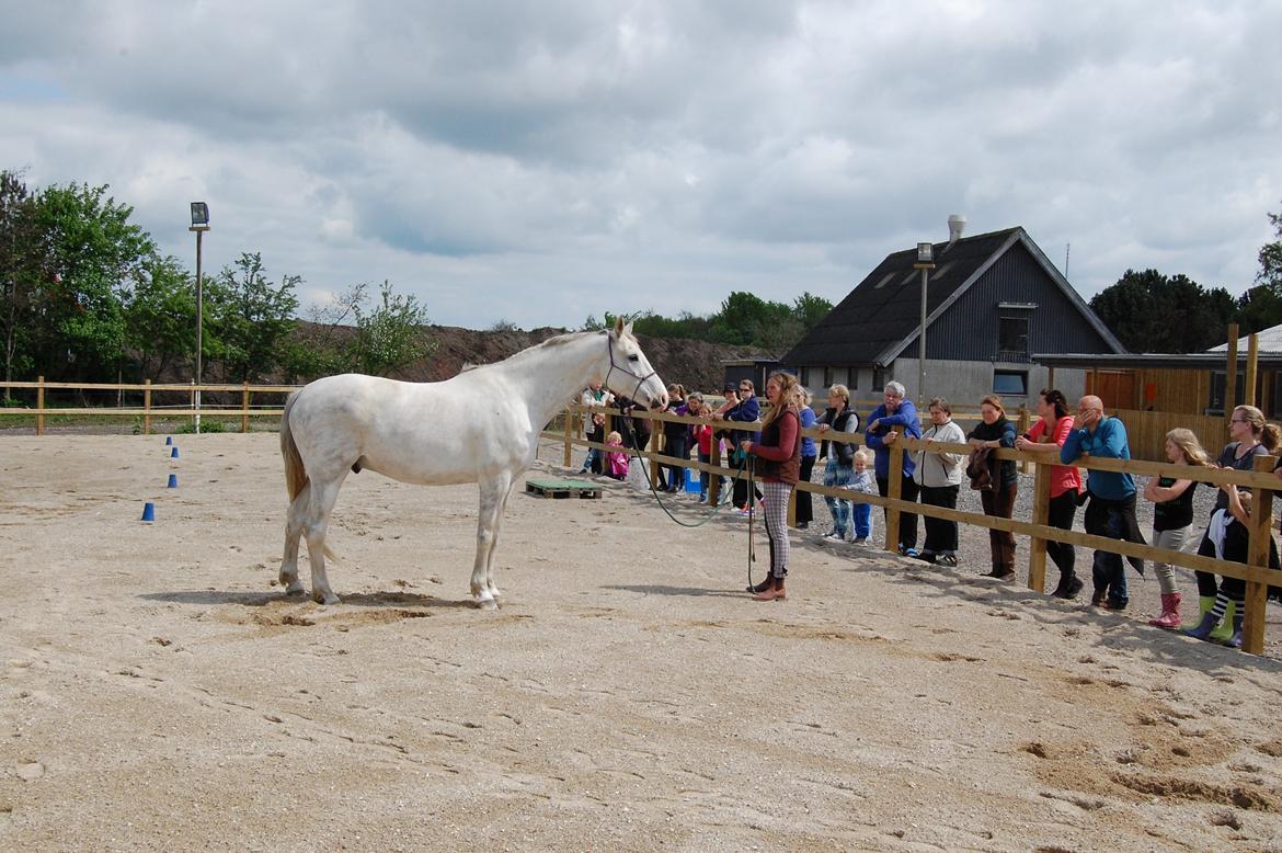 Dansk Varmblod Møffe - Opvisning til indvielse af Trollemosen Allerød billede 1