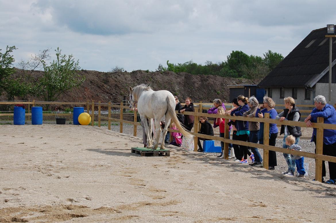 Dansk Varmblod Møffe - Opvisning til indvielse af Trollemosen Allerød billede 2