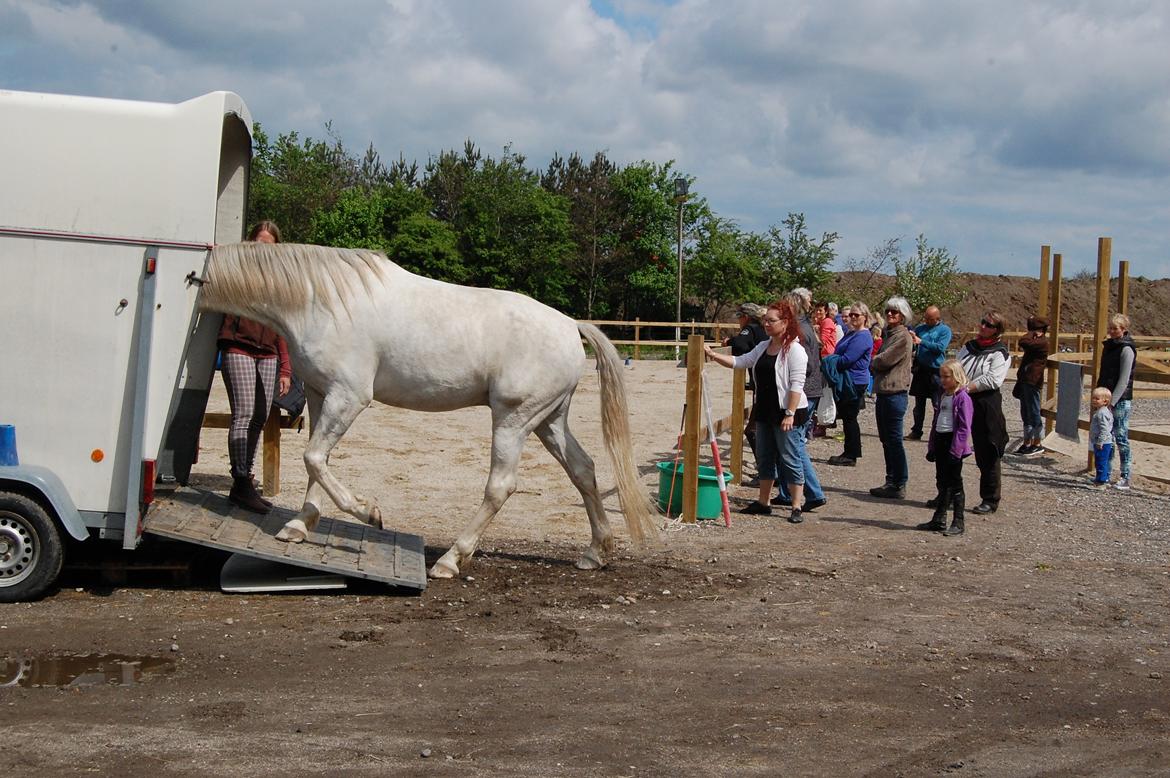 Dansk Varmblod Møffe - Opvisning til indvielse af Trollemosen Allerød billede 3