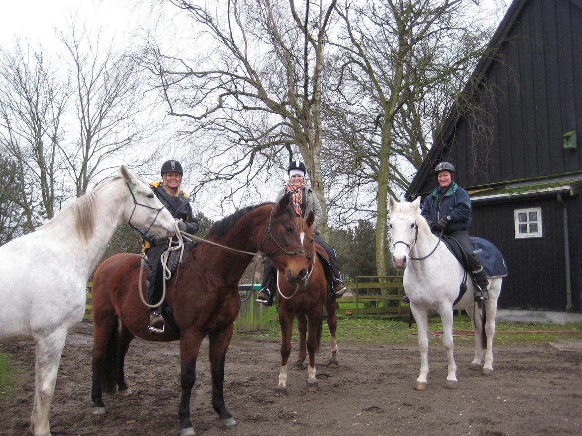 Dansk Varmblod Møffe - Med på tur som hånd hest billede 4