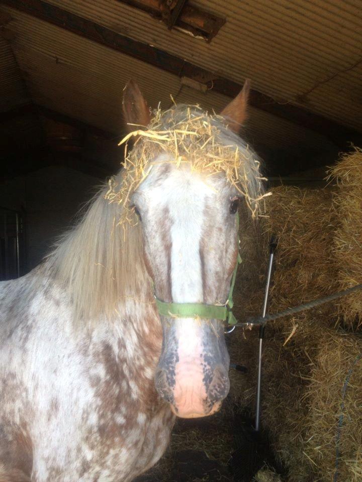 Irish Cob sjors 9 <3 - min lille halm tyv han er bare mega dårlig til og skjule han har stjålet haha Foto: Mig billede 20