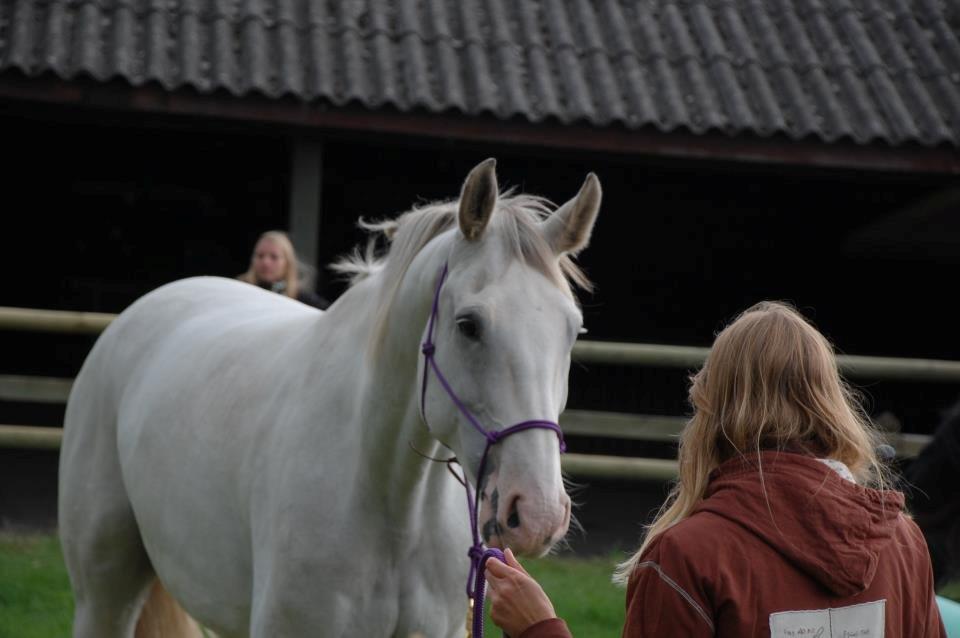 Dansk Varmblod Møffe - Møffe med på store hestedag og give opvisning billede 5