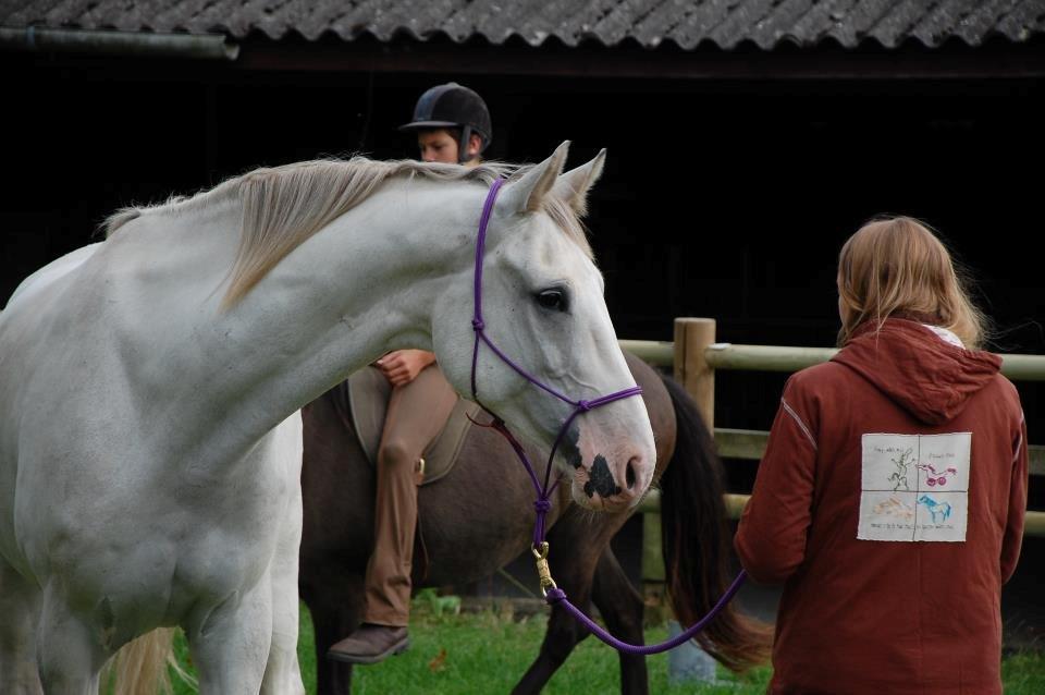Dansk Varmblod Møffe - Møffe med på store hestedag og give opvisning billede 6