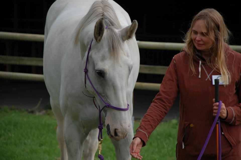 Dansk Varmblod Møffe - Møffe med på store hestedag og give opvisning billede 7