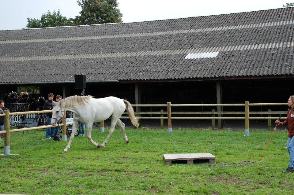Dansk Varmblod Møffe - Møffe med på store hestedag og give opvisning billede 8