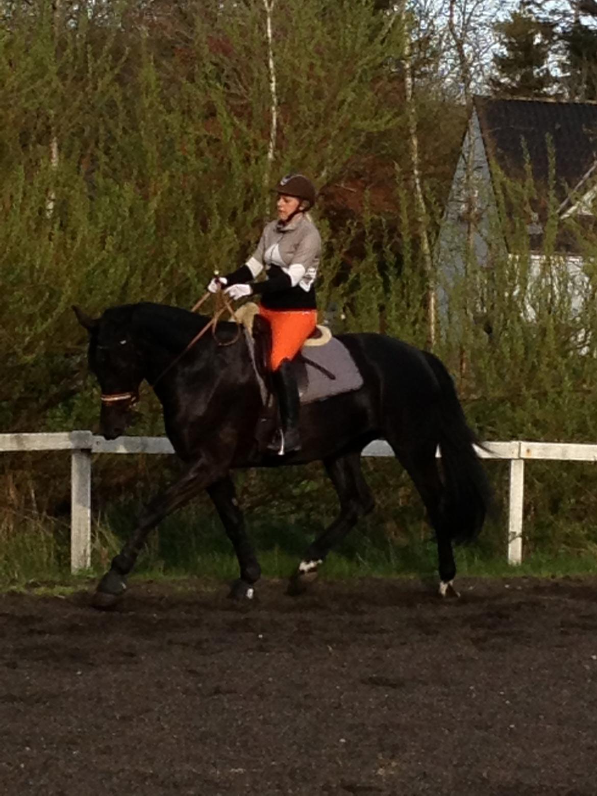 Oldenborg Vester Løkke`s Montana (Solgt ) RIP - Træning maj 2013 billede 17