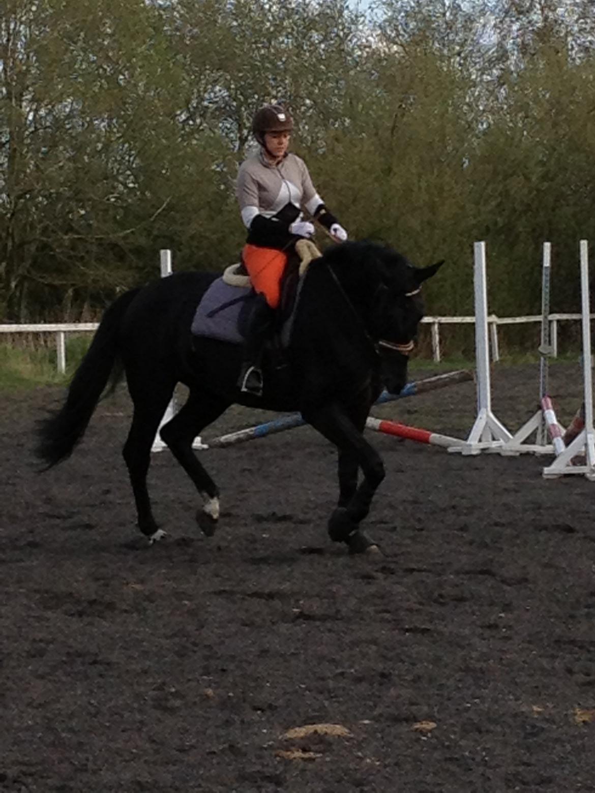 Oldenborg Vester Løkke`s Montana (Solgt ) RIP - Træning maj 2013 rytter sofie slot billede 18