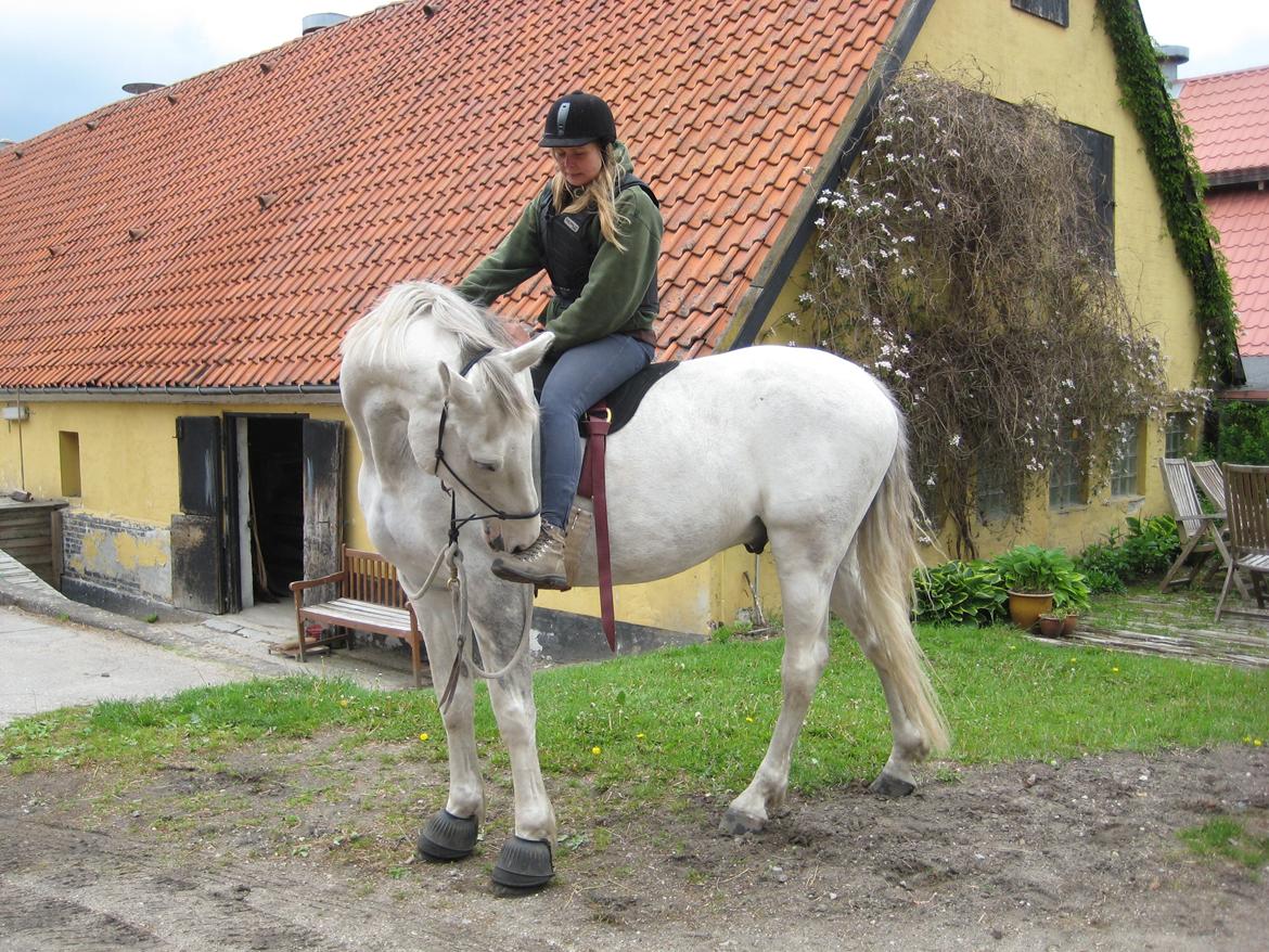 Dansk Varmblod Møffe - En af de første gange jeg sad på Møffe  billede 9