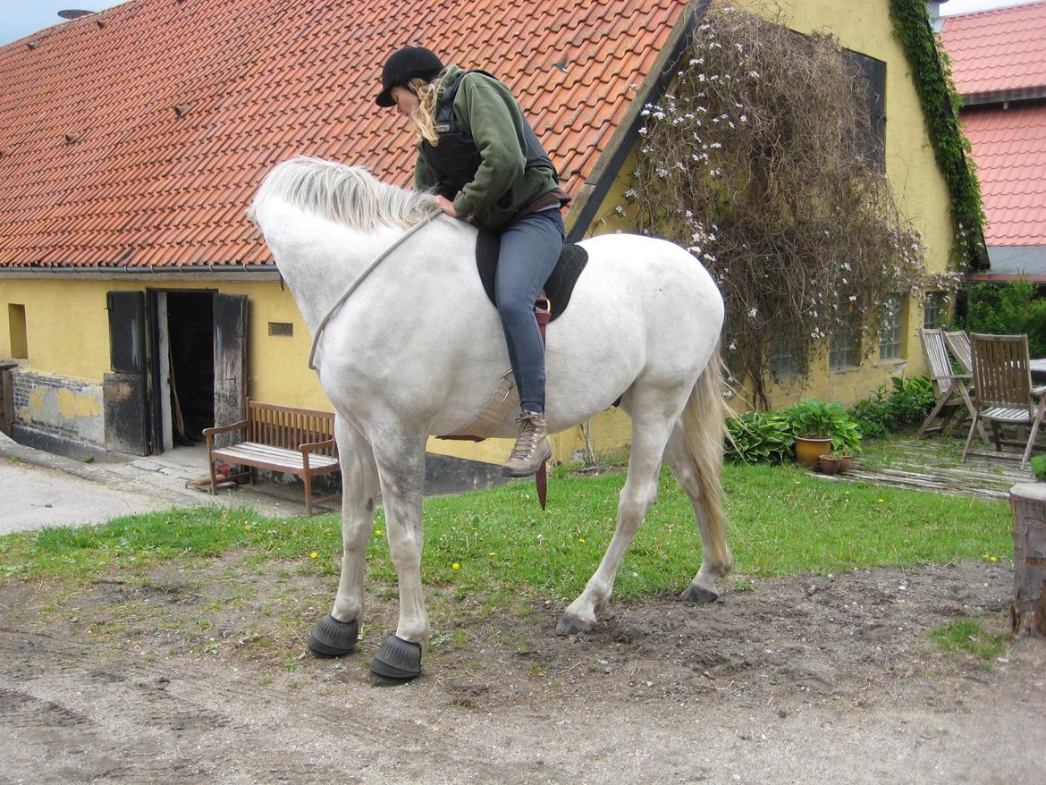 Dansk Varmblod Møffe - En af de første gange jeg sad på Møffe  billede 10