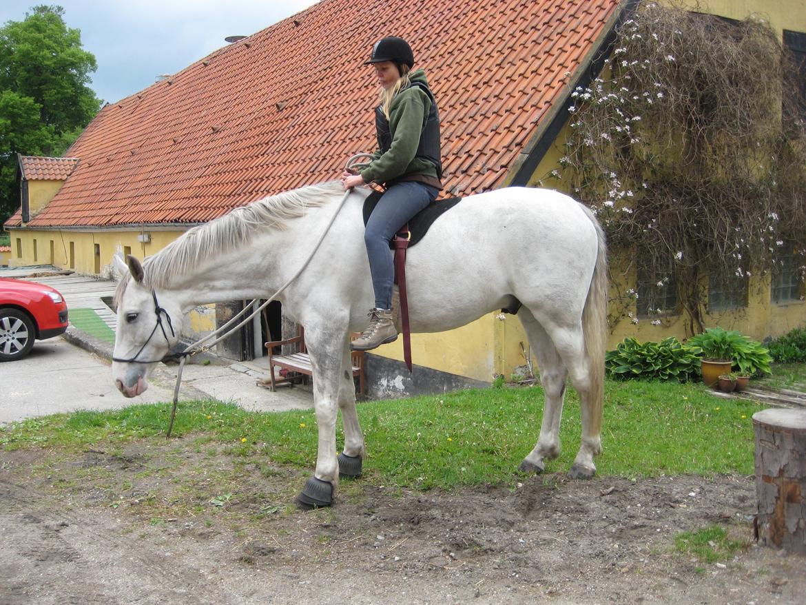 Dansk Varmblod Møffe - En af de første gange jeg sad på Møffe  billede 11