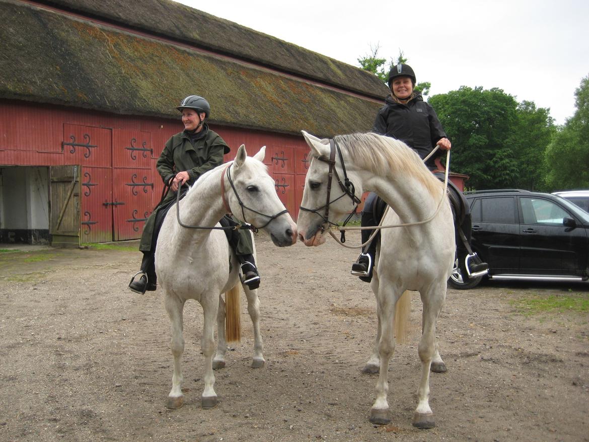 Dansk Varmblod Møffe - Parat til tur billede 12