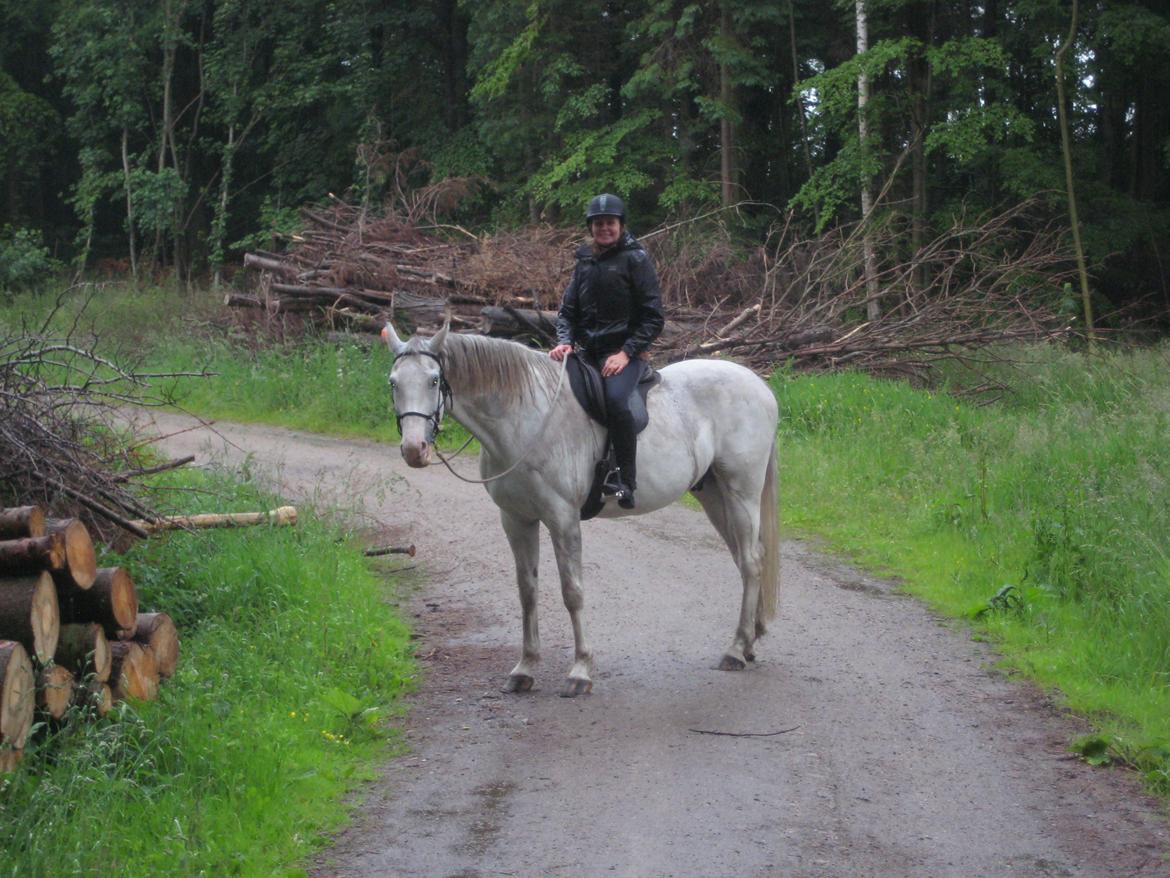 Dansk Varmblod Møffe - Skovtur i regn billede 13
