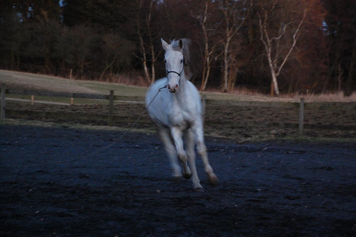 Dansk Varmblod Møffe - Leg i lang snor på ridebane billede 14