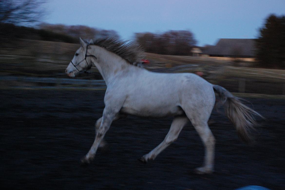 Dansk Varmblod Møffe - Leg i lang snor på ridebane billede 15