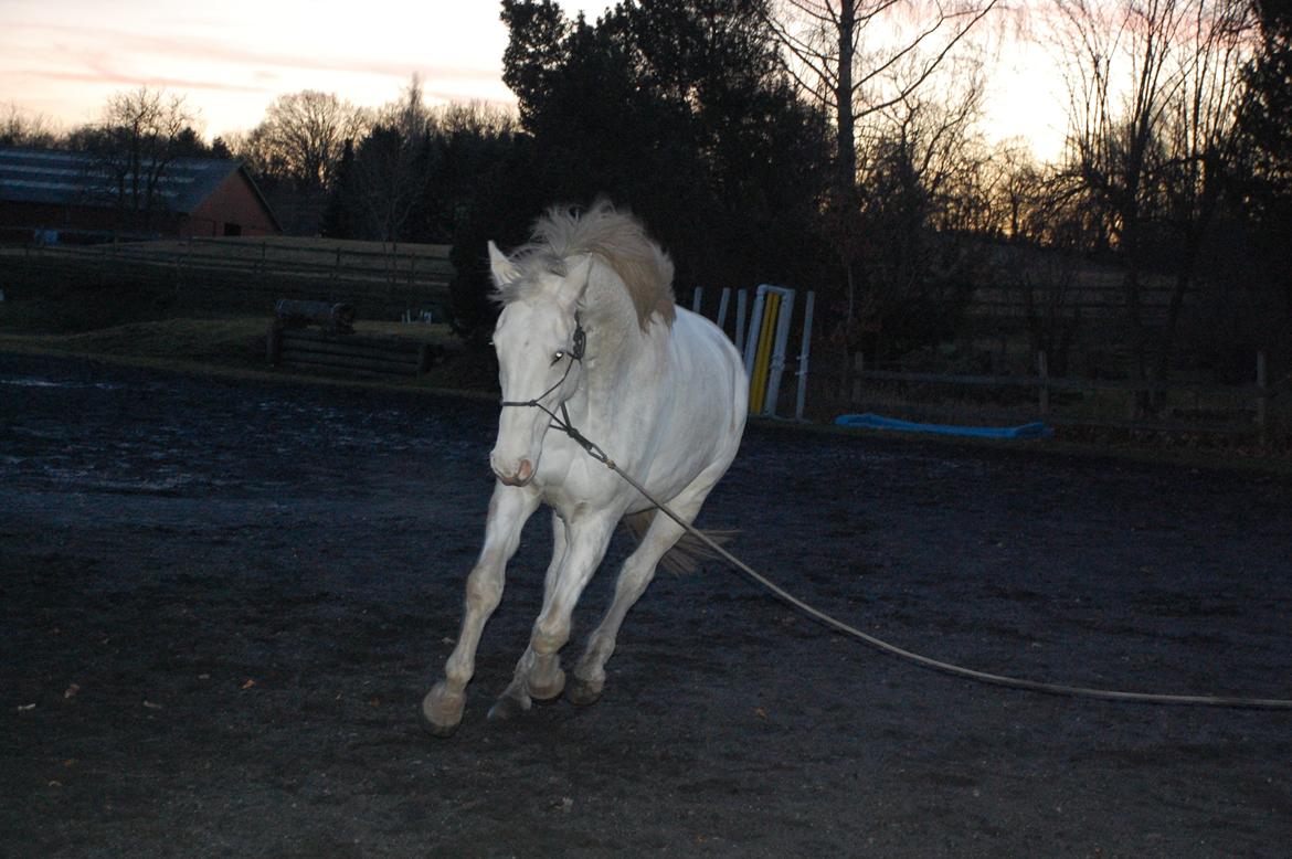 Dansk Varmblod Møffe - Leg i lang snor på ridebane billede 16
