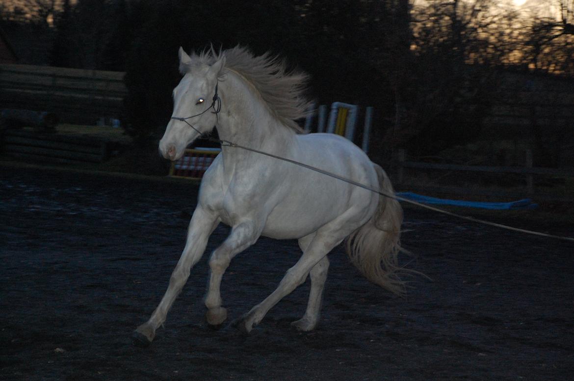 Dansk Varmblod Møffe - Leg i lang snor på ridebane billede 17