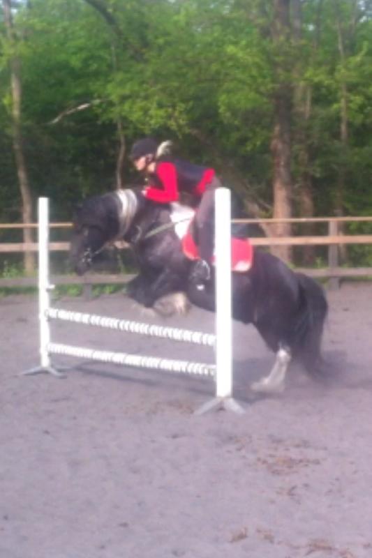 Irish Cob Sir charles billede 12