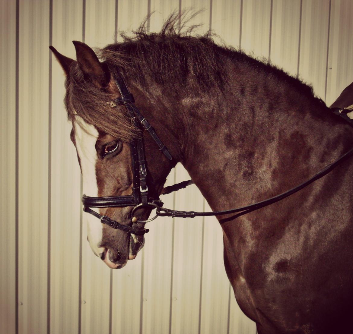 Hollandsk Sportspony •Challenge• billede 2