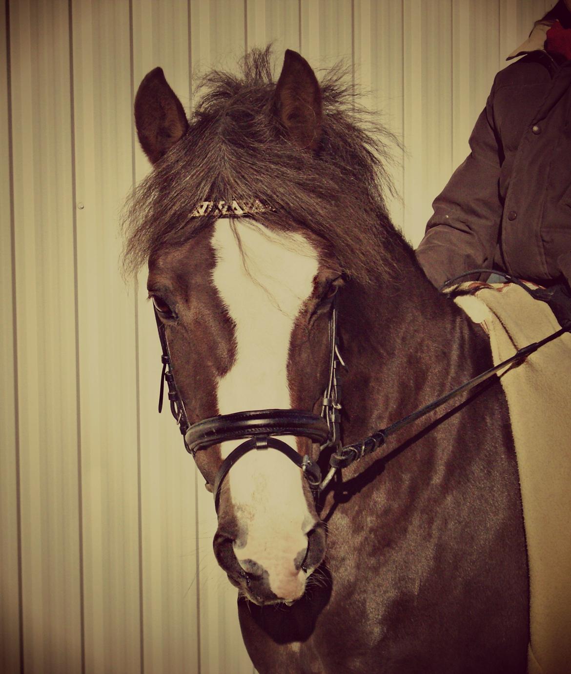 Hollandsk Sportspony •Challenge• billede 20