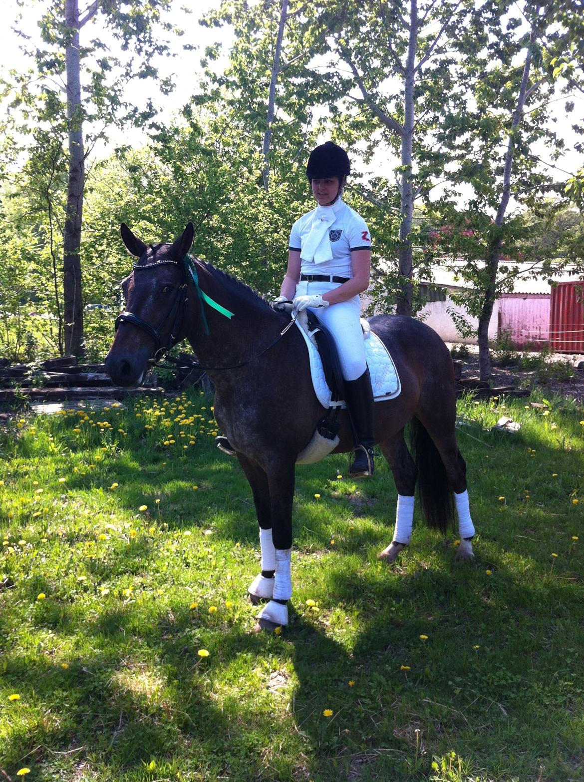 Knabstrupper Moniqe himmelhest og savnet<3 KNN2579  billede 16