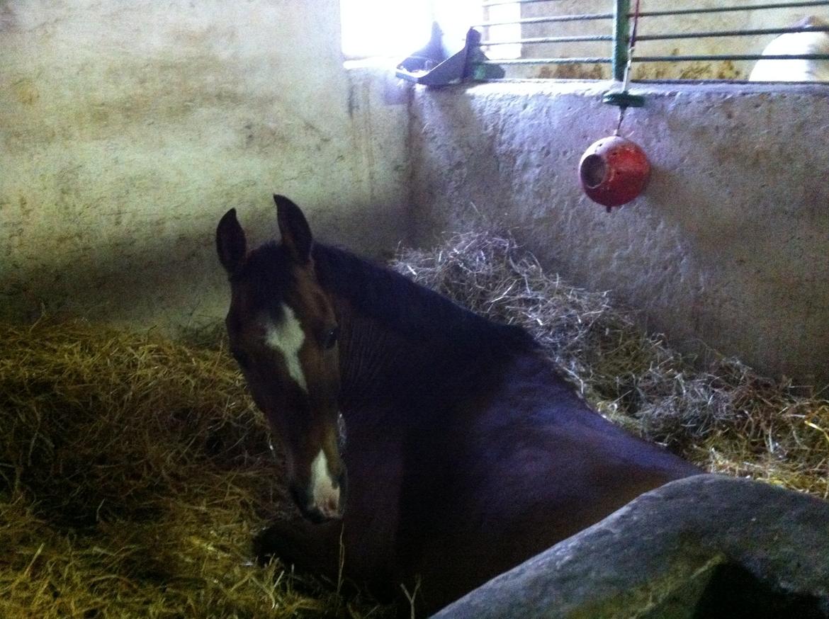 DSP Passion *palle* (skadet) billede 11