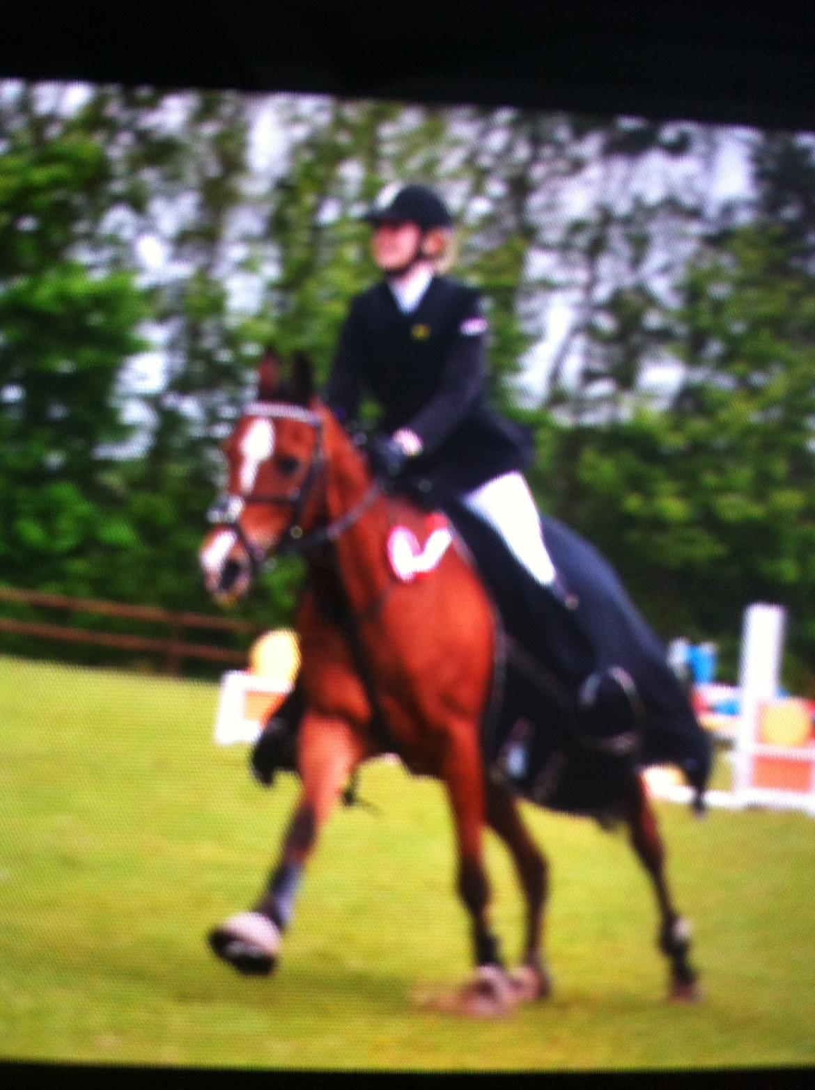 DSP Passion *palle* (skadet) billede 13