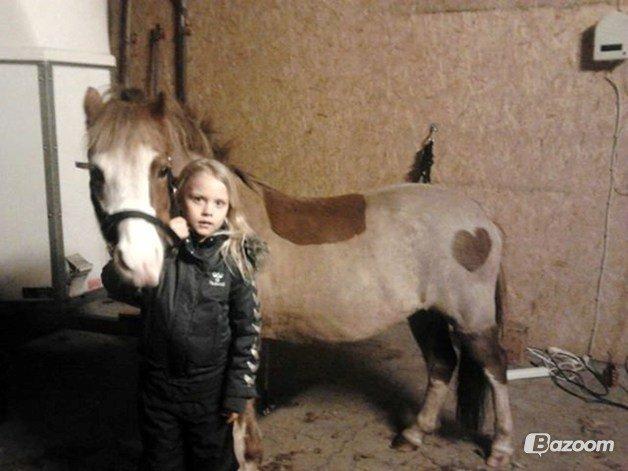 Welsh Mountain (sec A) WATERLAND'S POCAHONTAS - Heidi og Poca billede 6