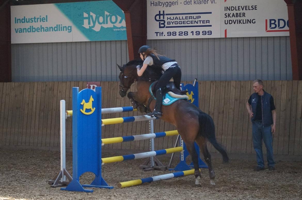 Tysk Sportspony Sultan - Sultan over 140 cm:-) billede 4