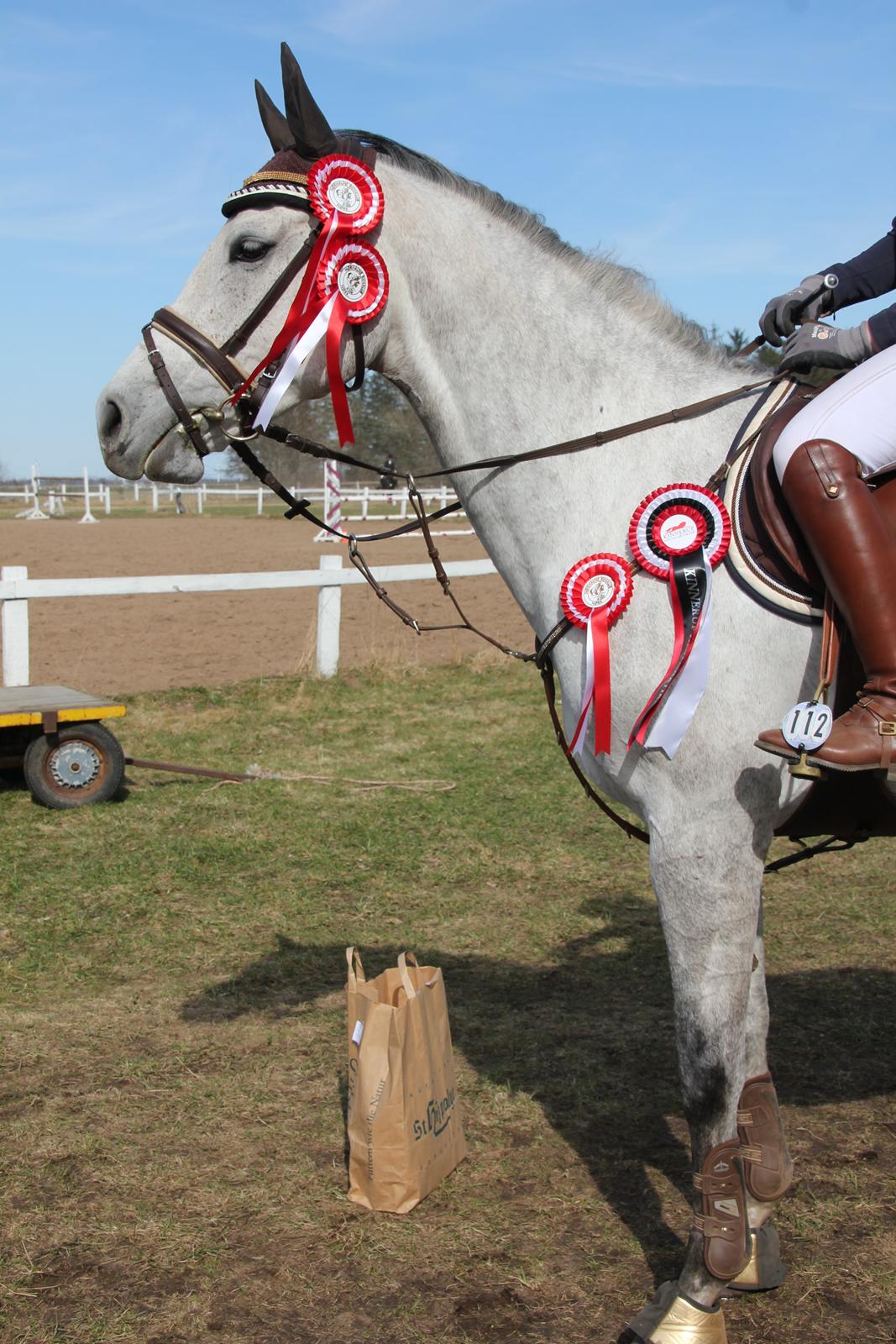 Dansk Varmblod C-Me Gold S.G. *IFOLET* - Meget dygtig rosette-tyv :D billede 13