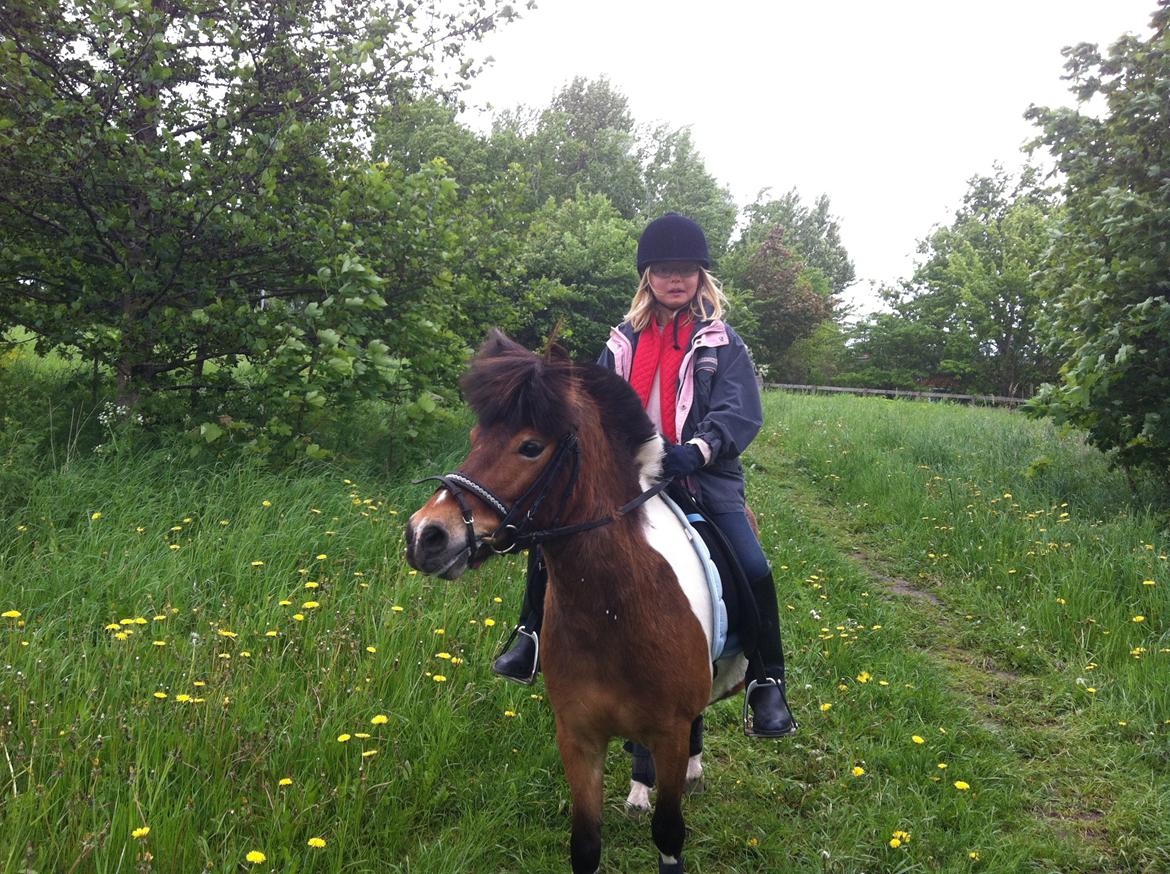 Anden særlig race Valde af ebbedal m billede 9