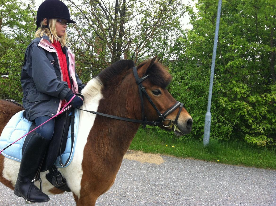 Anden særlig race Valde af ebbedal m billede 10