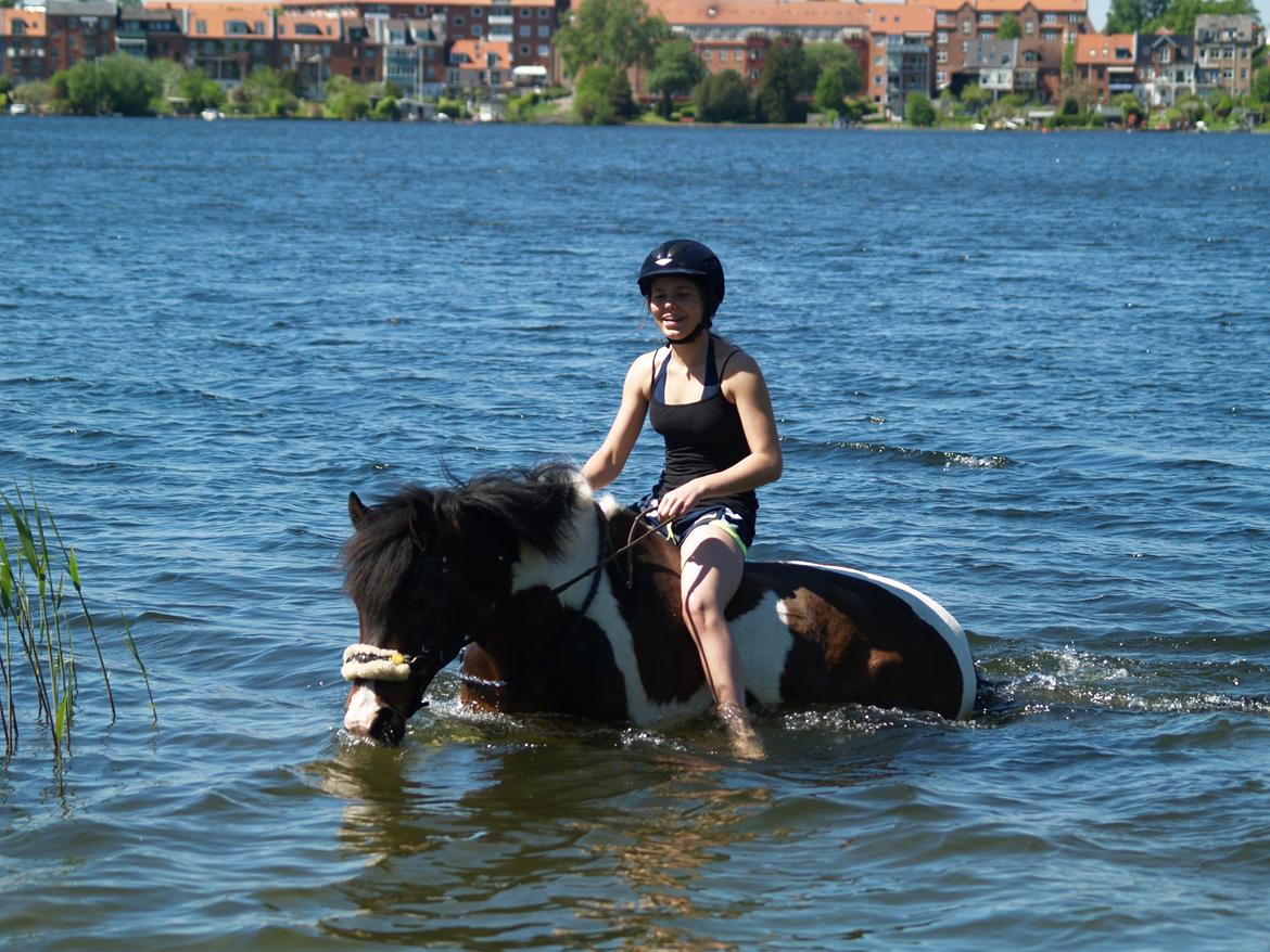 Pinto /Islænder   Futte - 6 år sammen med ham :')<3<3 billede 17