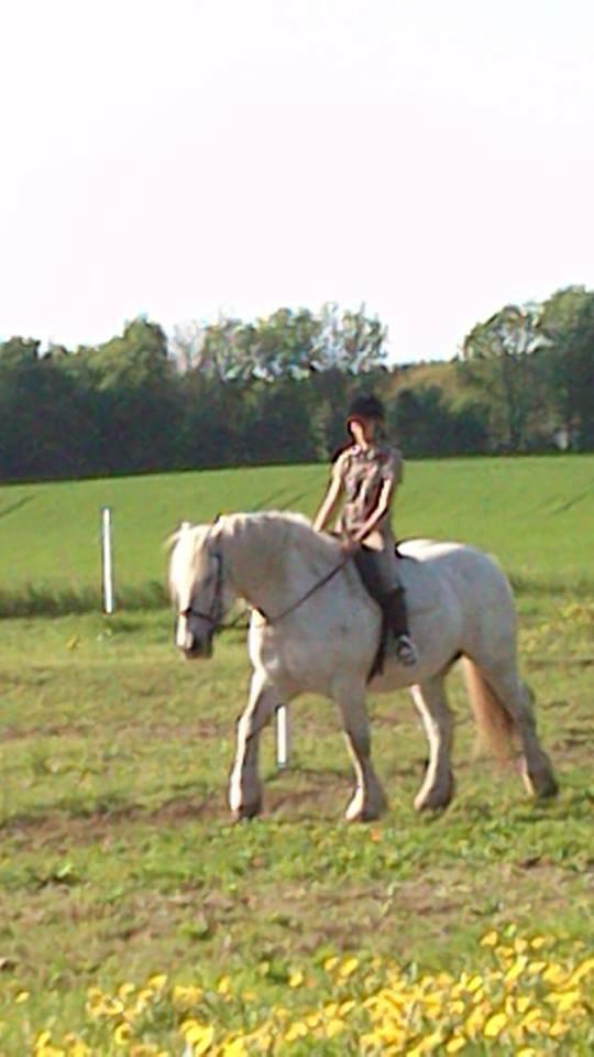 Boulonnais Oasis 18 billede 4