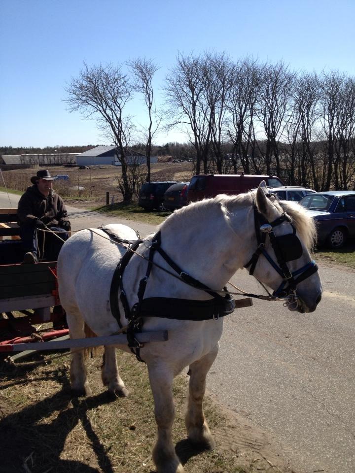 Boulonnais Oasis 18 billede 6