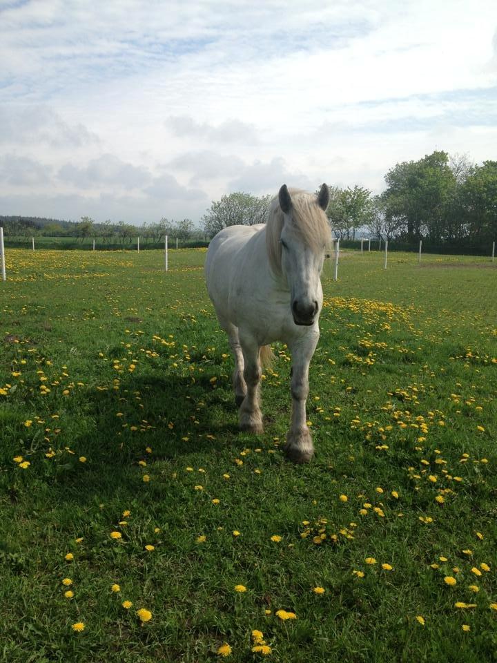 Boulonnais Oasis 18 billede 7