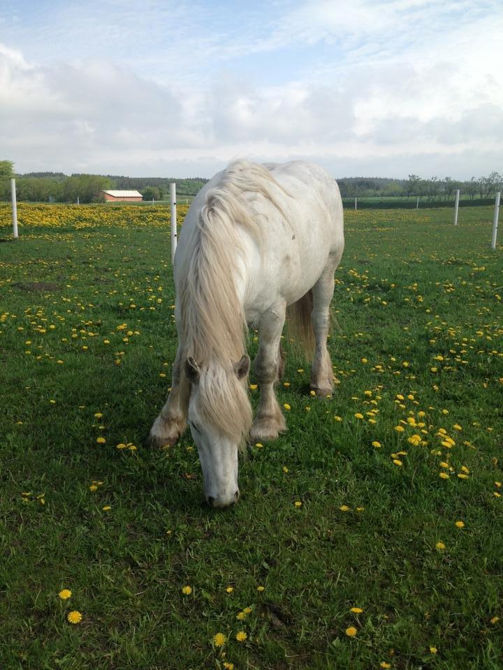 Boulonnais Oasis 18 billede 9