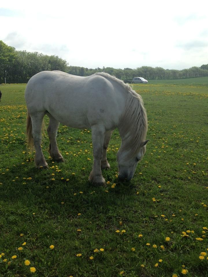 Boulonnais Oasis 18 billede 12