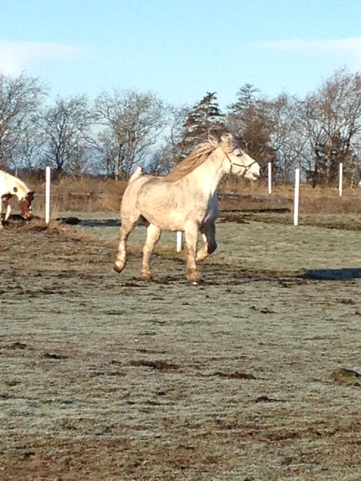 Boulonnais Oasis 18 billede 16