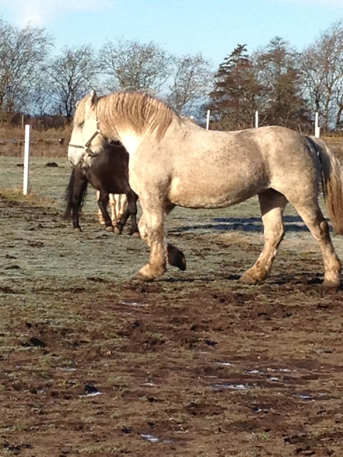 Boulonnais Oasis 18 billede 18