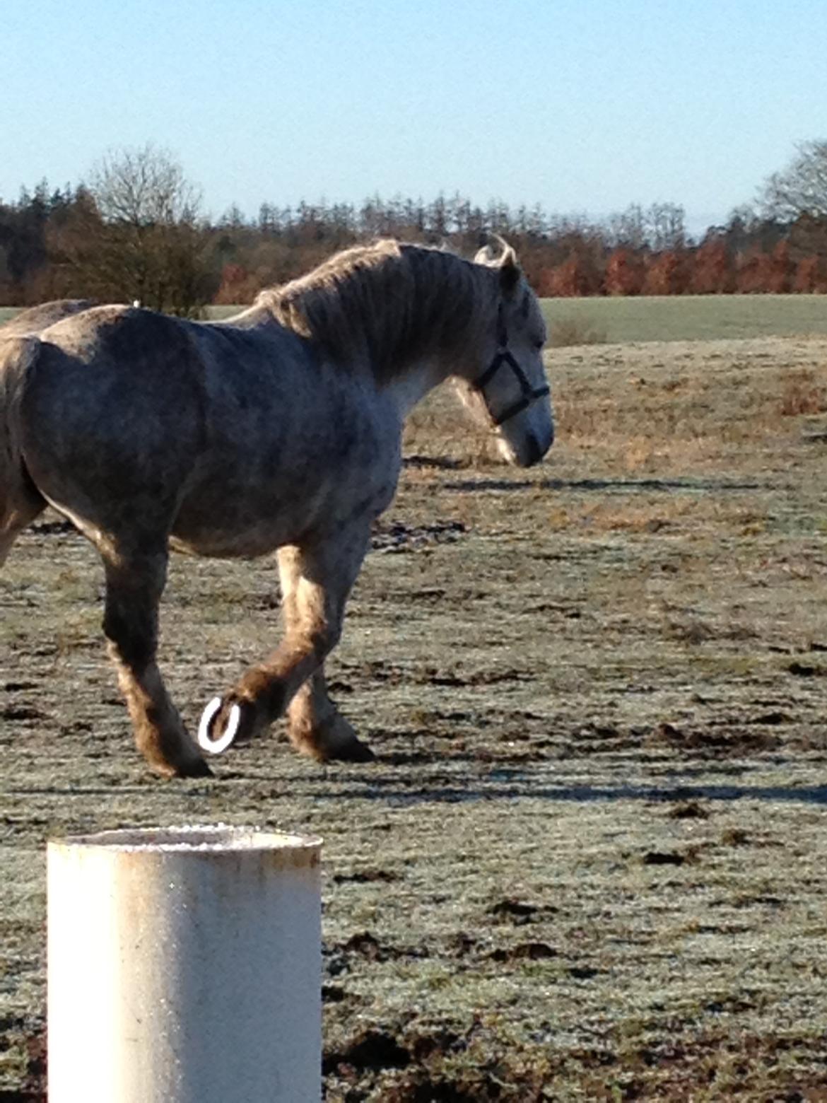 Boulonnais Oasis 18 billede 19