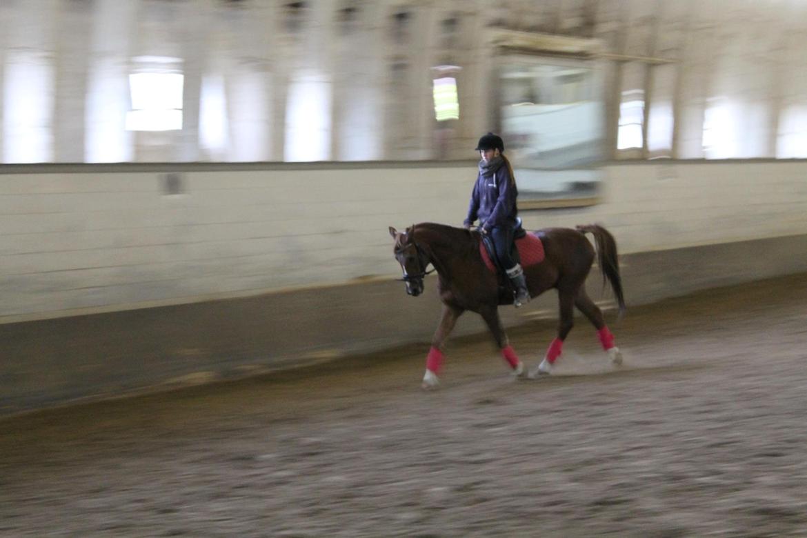 Anden særlig race Jamie billede 8