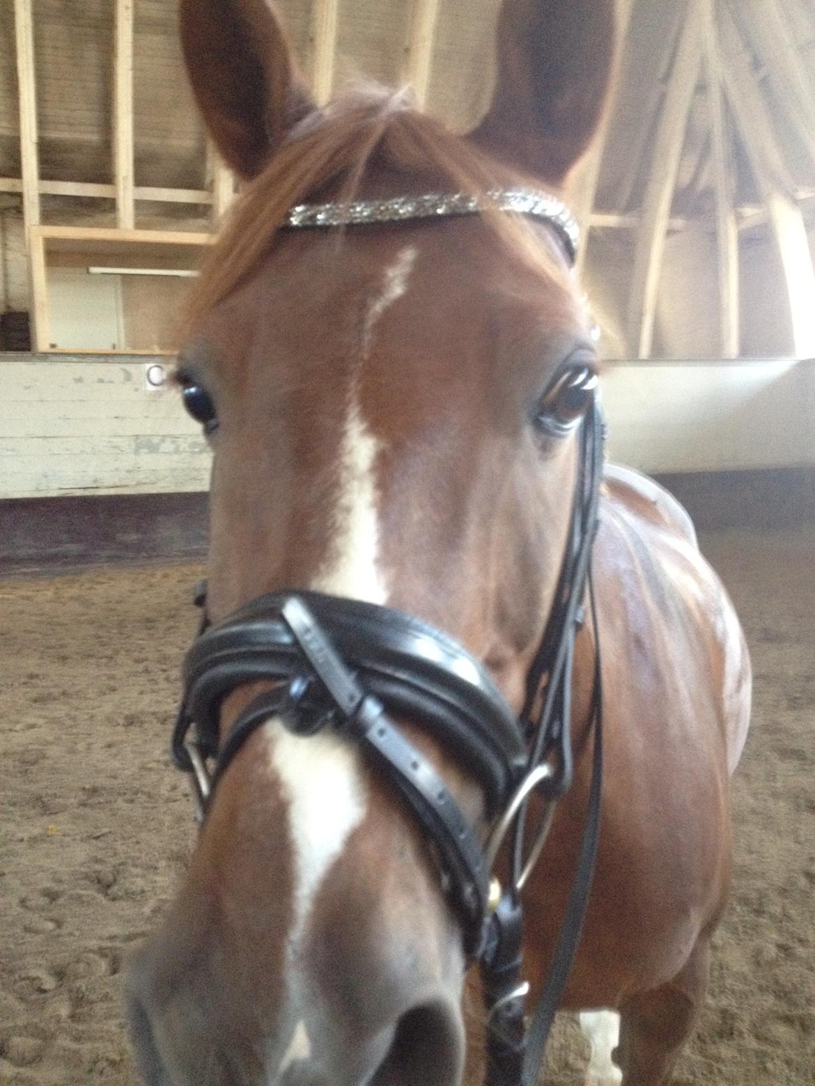 Anden særlig race Jamie billede 9