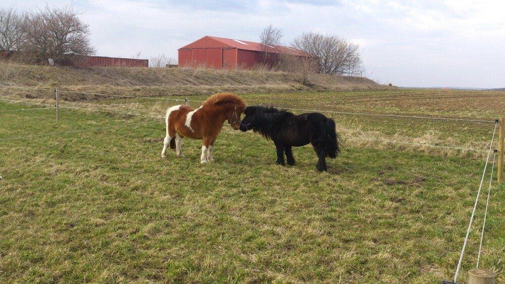Anden særlig race Hugo - Hugo ved hans nye familie, med hans nye kæreste.<3
Han har det bedre end nogen siden før.<3 billede 18
